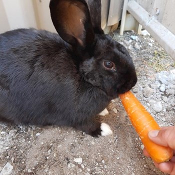 thumbnail petsitter Budapest or pet nanny for dogs cats