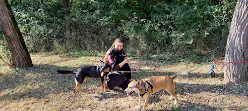 Flóra- petsitter Budapest or Pet nanny for dogs 