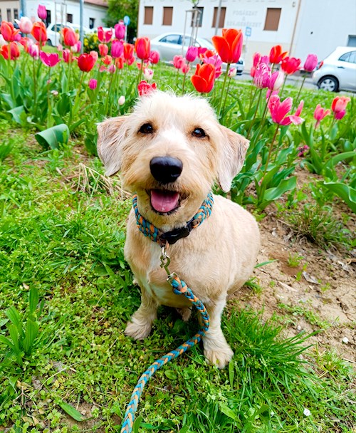 Mészáros- petsitter Pécs or Pet nanny for dogs cats 