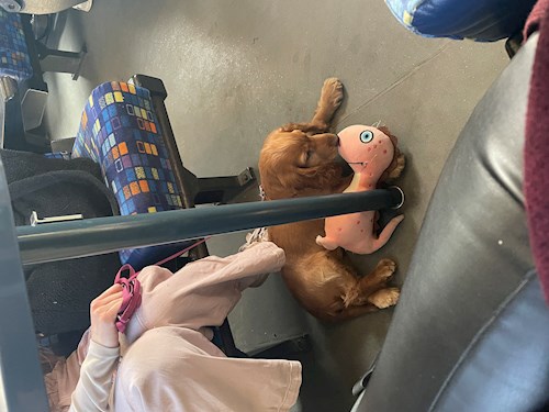 Fruzsina- petsitter Budapest or Pet nanny for dogs cats