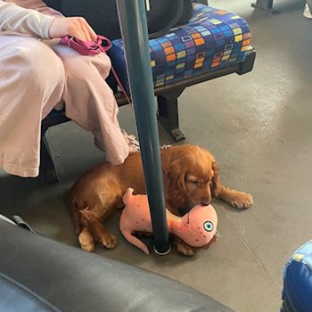 thumbnail petsitter Budapest or pet nanny for dogs cats