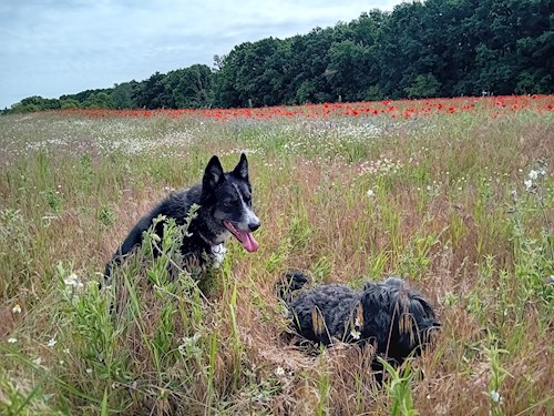Wagner- petsitter Budapest vagy Állat szitter a kutyák cicák