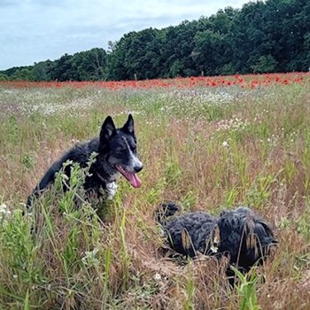 thumbnail petsitter Budapest vagy Állat szitter a kutyák cicák