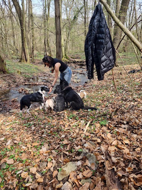 Wagner- petsitter Budapest vagy Állat szitter a kutyák cicák