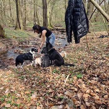 thumbnail petsitter Budapest vagy Állat szitter a kutyák cicák