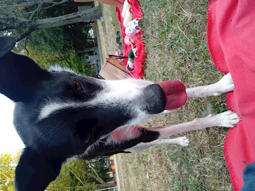 Wagner- petsitter Budapest vagy Állat szitter a kutyák cicák