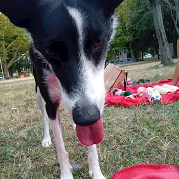 thumbnail petsitter Budapest vagy Állat szitter a kutyák cicák