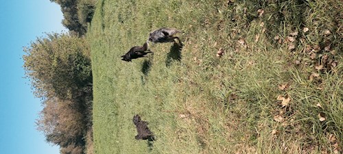 Wagner- petsitter Budapest vagy Állat szitter a kutyák cicák