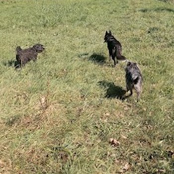 thumbnail petsitter Budapest vagy Állat szitter a kutyák cicák