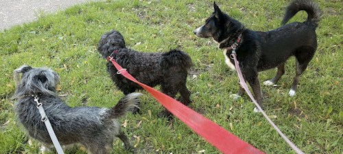 Wagner- petsitter Budapest vagy Állat szitter a kutyák cicák