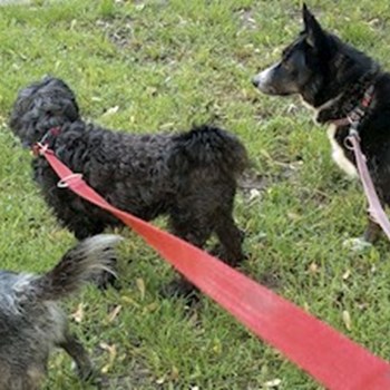 thumbnail petsitter Budapest vagy Állat szitter a kutyák cicák