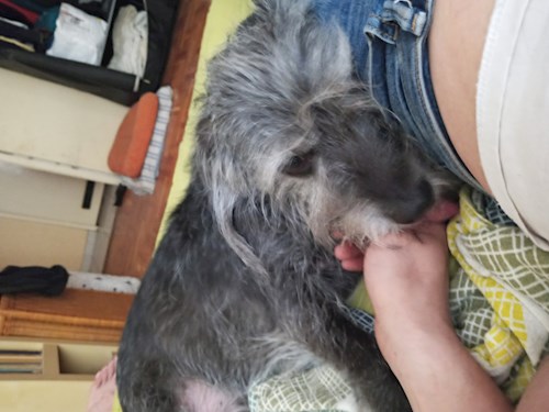 Wagner- petsitter Budapest vagy Állat szitter a kutyák cicák