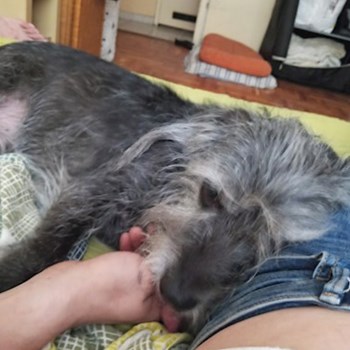 thumbnail petsitter Budapest vagy Állat szitter a kutyák cicák