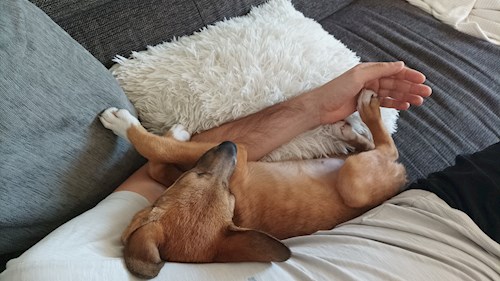 Máté- petsitter Budapest vagy Állat szitter a kutyák cicák 