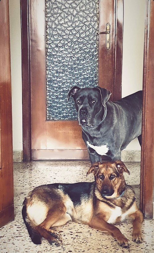 Agnese- petsitter Budapest or Pet nanny for dogs 