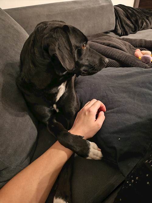 Kata- petsitter Budapest vagy Állat szitter a kutyák cicák