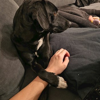 thumbnail petsitter Budapest vagy Állat szitter a kutyák cicák