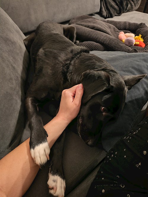 Kata- petsitter Budapest vagy Állat szitter a kutyák cicák