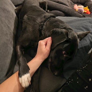 thumbnail petsitter Budapest vagy Állat szitter a kutyák cicák