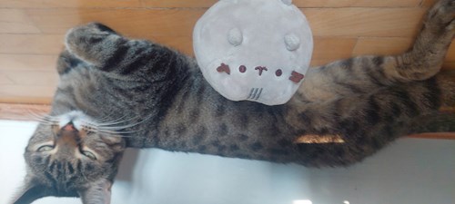 Rita- petsitter Budapest vagy Állat szitter a kutyák cicák