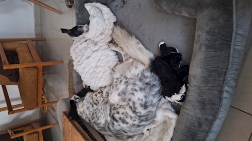 Varga- petsitter Budapest vagy Állat szitter a kutyák