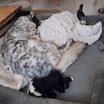 thumbnail petsitter Budapest vagy Állat szitter a kutyák