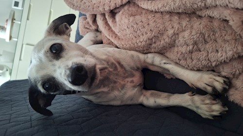 Varga- petsitter Budapest vagy Állat szitter a kutyák