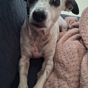 thumbnail petsitter Budapest vagy Állat szitter a kutyák