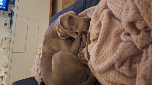 Varga- petsitter Budapest vagy Állat szitter a kutyák