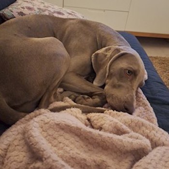 thumbnail petsitter Budapest vagy Állat szitter a kutyák