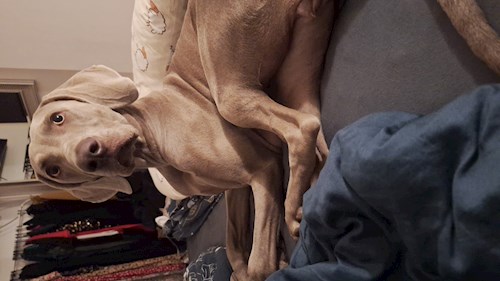 Varga- petsitter Budapest vagy Állat szitter a kutyák