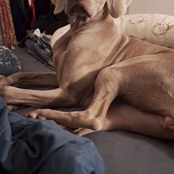 thumbnail petsitter Budapest vagy Állat szitter a kutyák