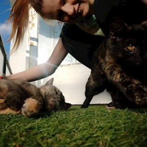 petsitter Budapest or Pet nanny for Dogs Cats 