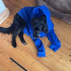 Michael - pet sitter kutyák Budapest