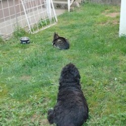 Juhász - pet sitter cats dogs Pécel