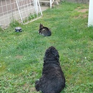 petsitter Pécel vagy Állat szitter a Kutyák Cicák