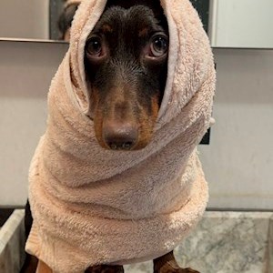 petsitter Budapest or Pet nanny for Dogs