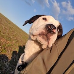 Németh - pet sitter kutyák Budapest