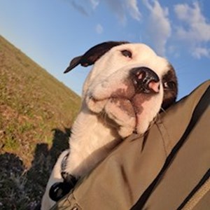 petsitter Budapest vagy Állat szitter a Kutyák