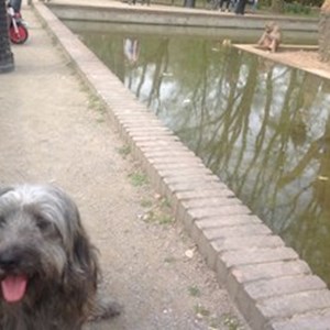 petsitter Miskolc or Pet nanny for Dogs 