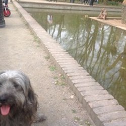 Simigyár - pet sitter dogs Miskolc