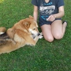 Bárczi - pet sitter cats dogs Székesfehérvár