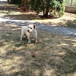 Kovács - pet sitter cicák kutyák Debrecen