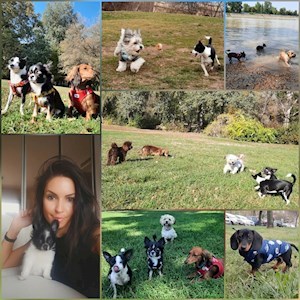 petsitter Budapest or Pet nanny for Dogs Cats 