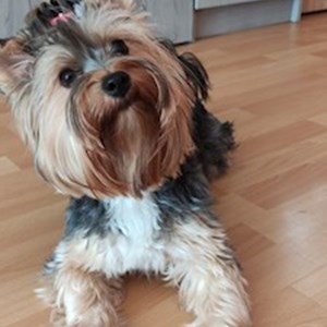 Dog Walking dog in Pécs pet sitting request