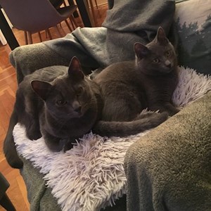 One visit cats in Budapest pet sitting request
