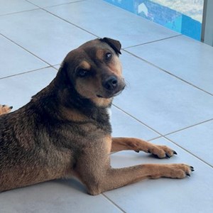 Szállás kutya -ban Budapest kisállatszitting kérés