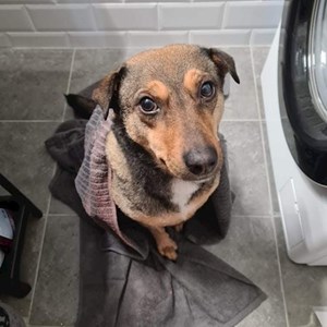 Szállás kutya -ban Budapest kisállatszitting kérés