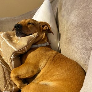 Boarding dog in Budapest pet sitting request