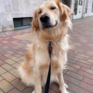 Boarding dog in Budapest pet sitting request